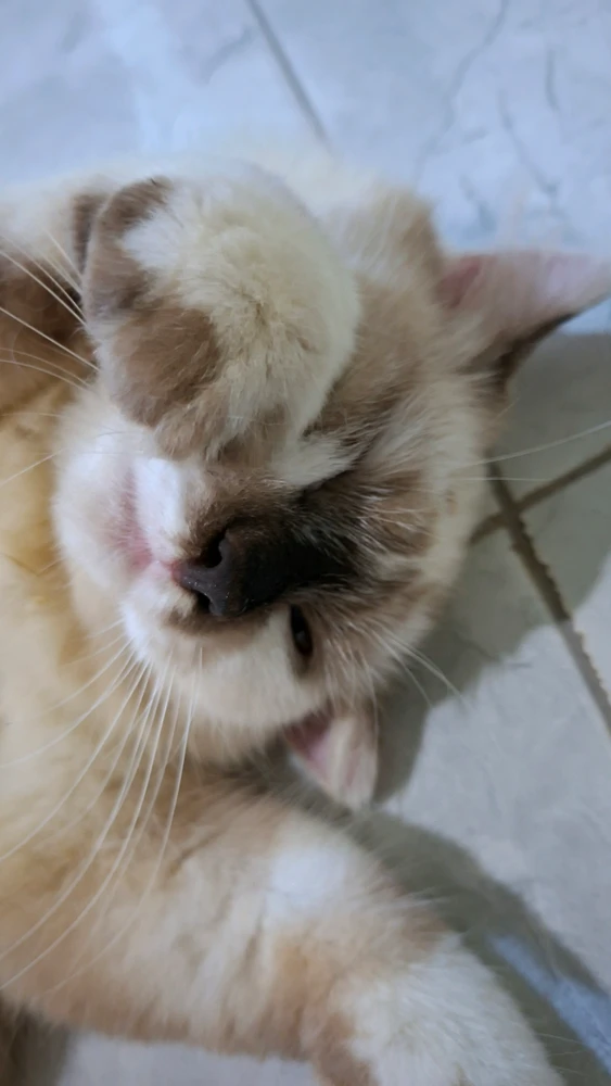 GIF eropgeluede vum Afrila
