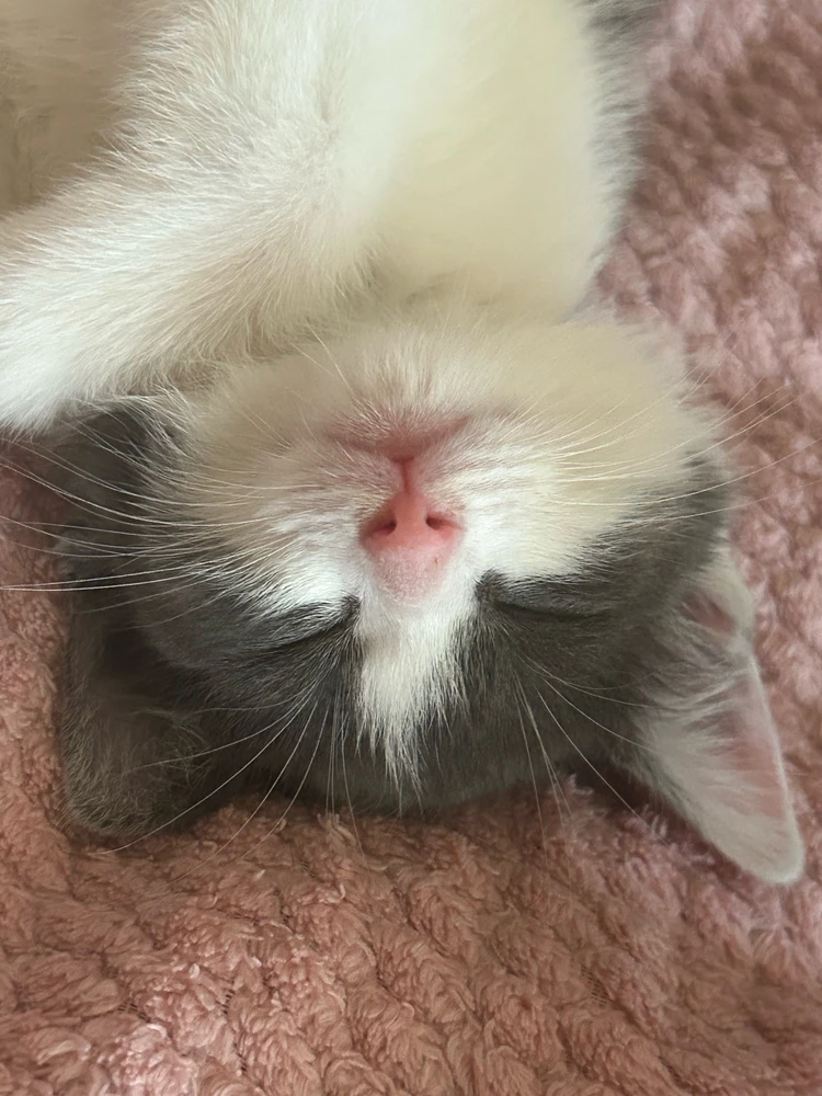 GIF uploaded by coral