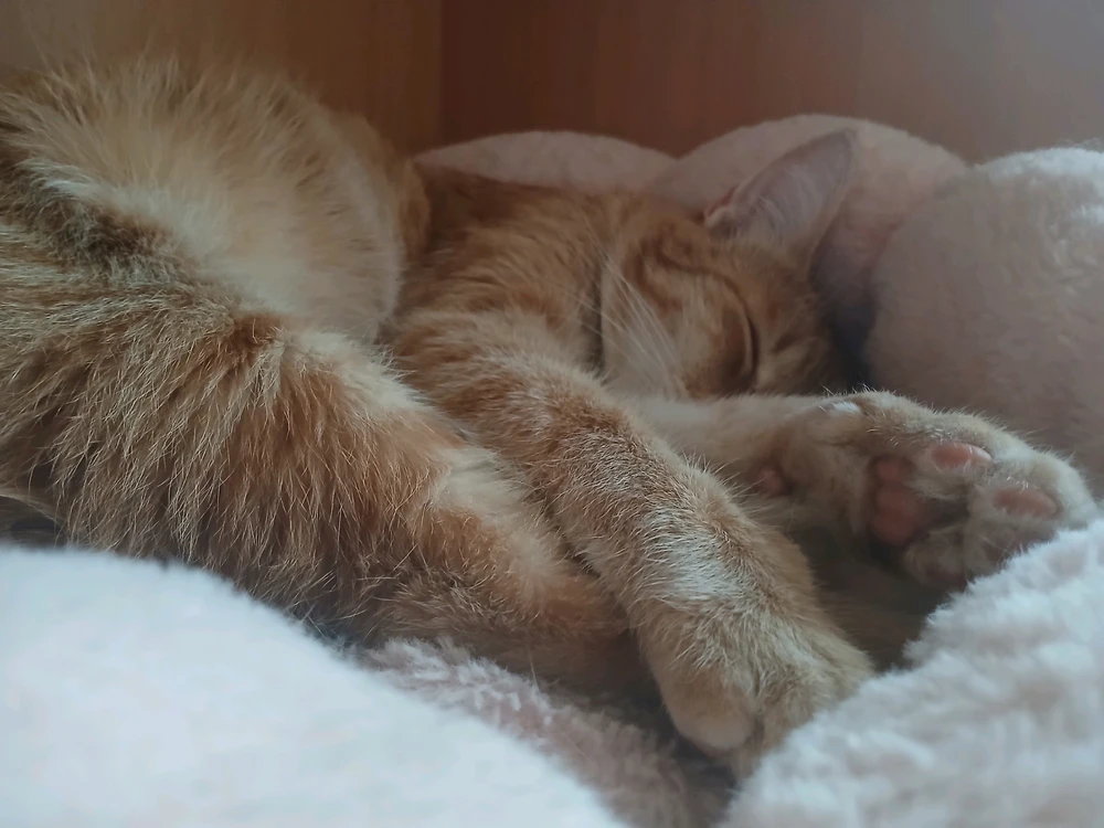 Cat-a-strophe tarafından yüklenen GIF