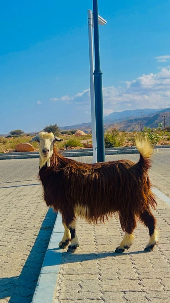 GIF pujat per Yerris
