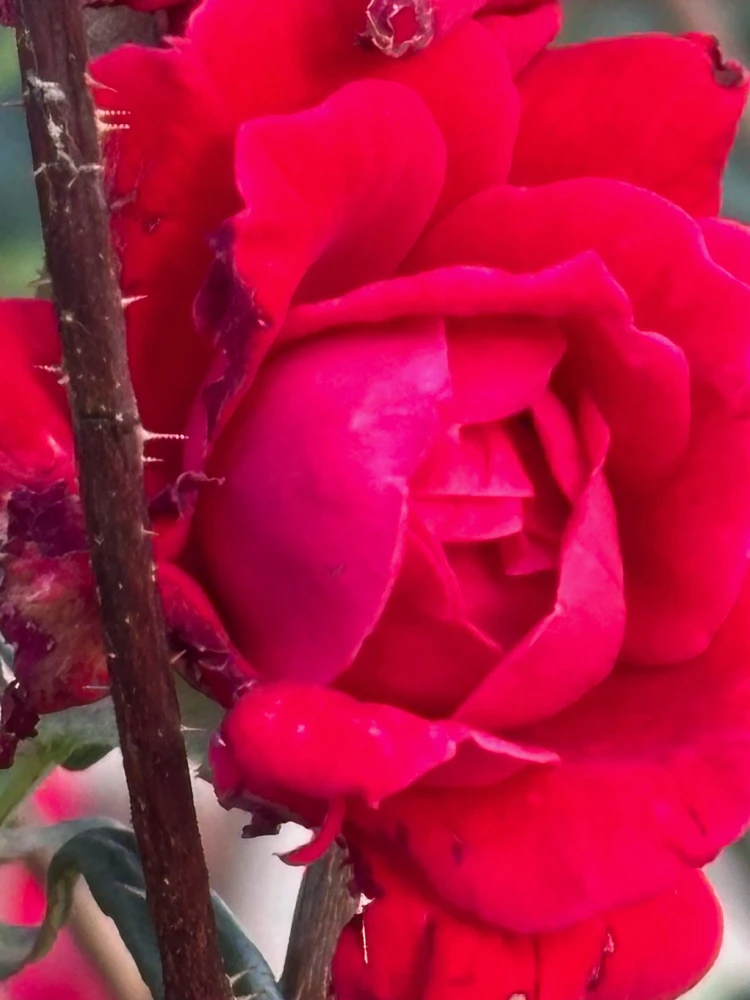 تصویر آپلود شده توسط Desiree