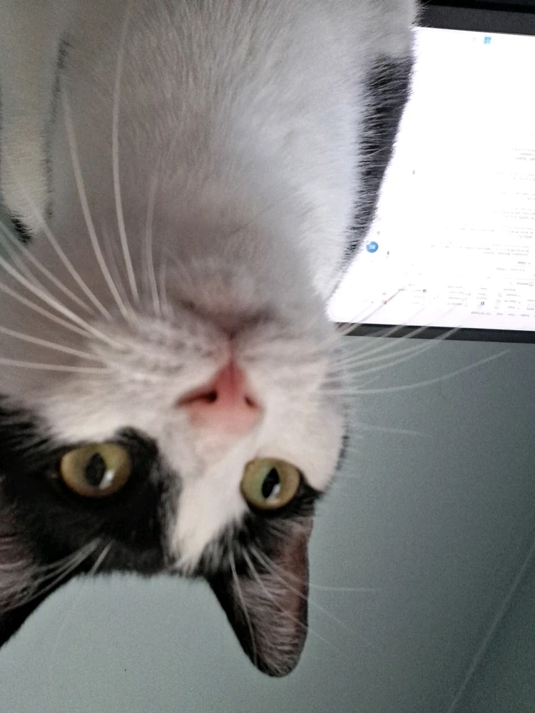 GIF încărcat de Leslie