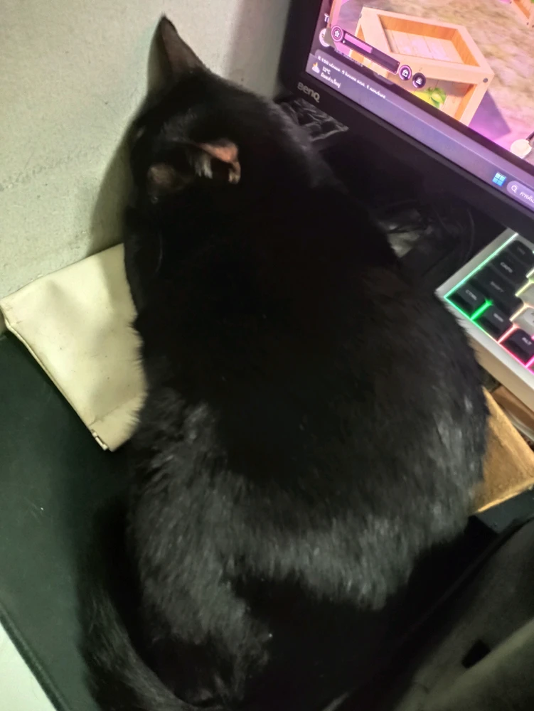 GIF hochgeladen von Mink