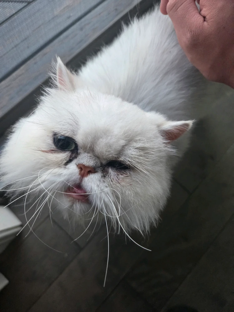 GIF imtella' minn Tristan