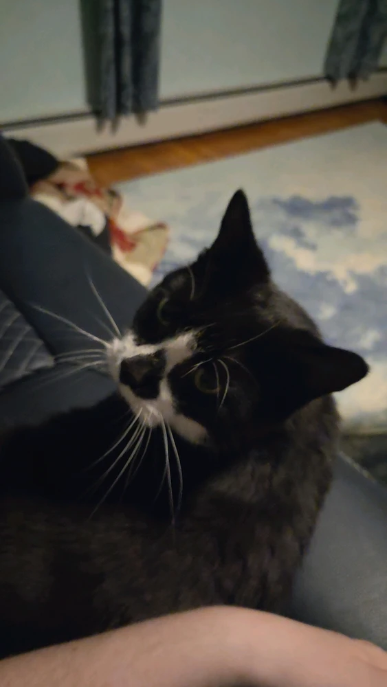 GIF įkėlė Calvin