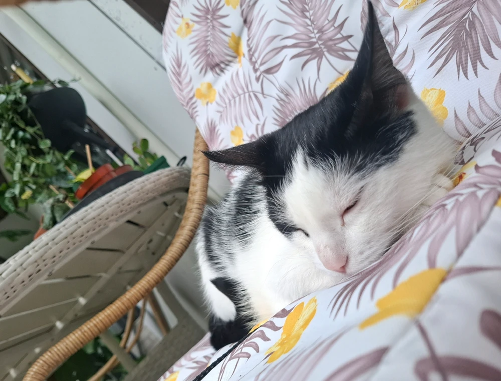 تصویر آپلود شده توسط Aida