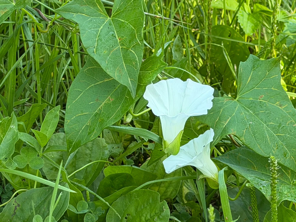 A white flower