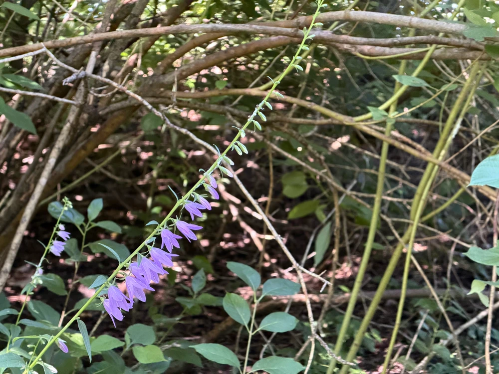 Purple flowers
