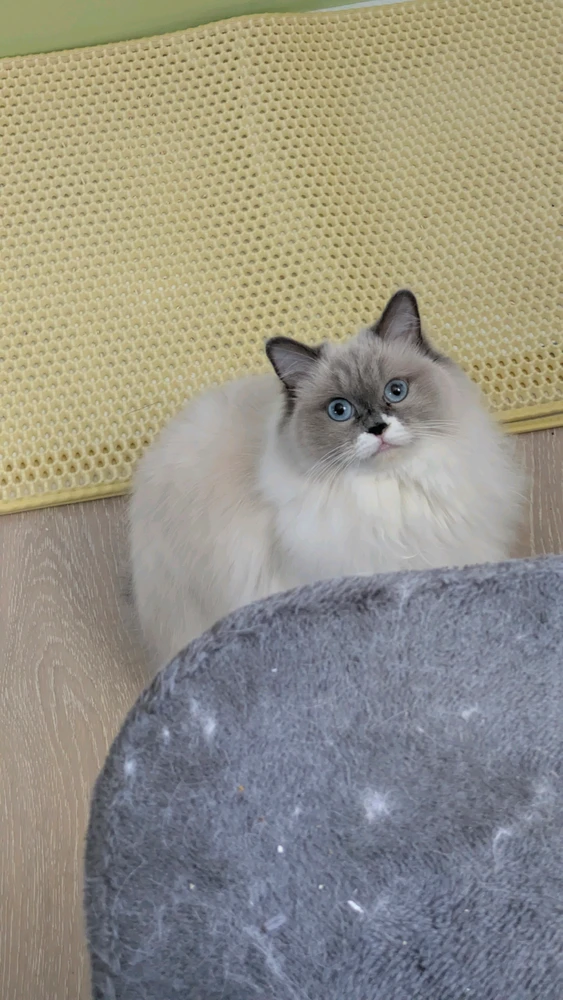 GIF diunggah ku Sarah