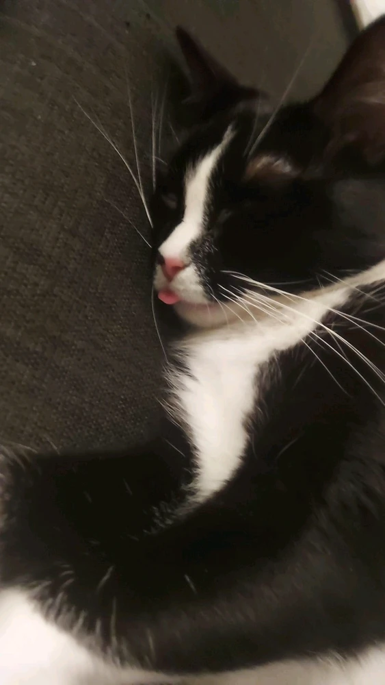 GIF įkėlė Erika