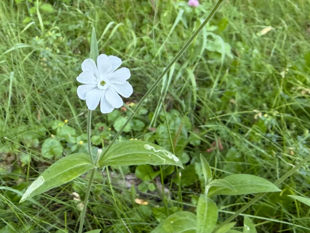 A white flower