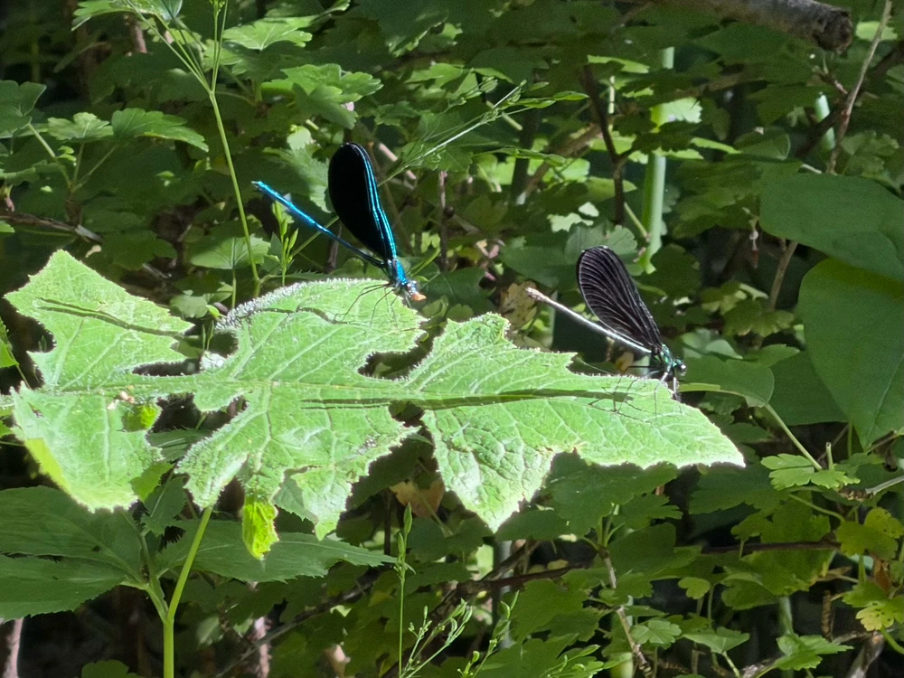 Two winged insects 