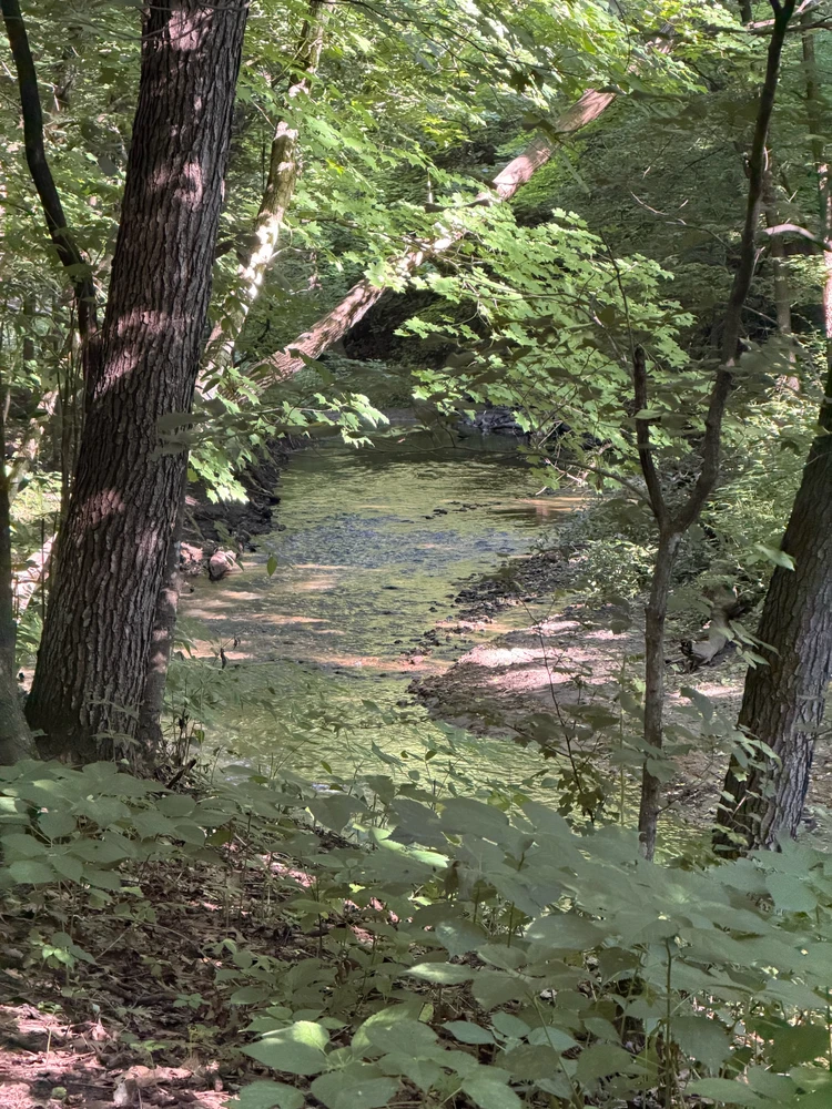 A stream