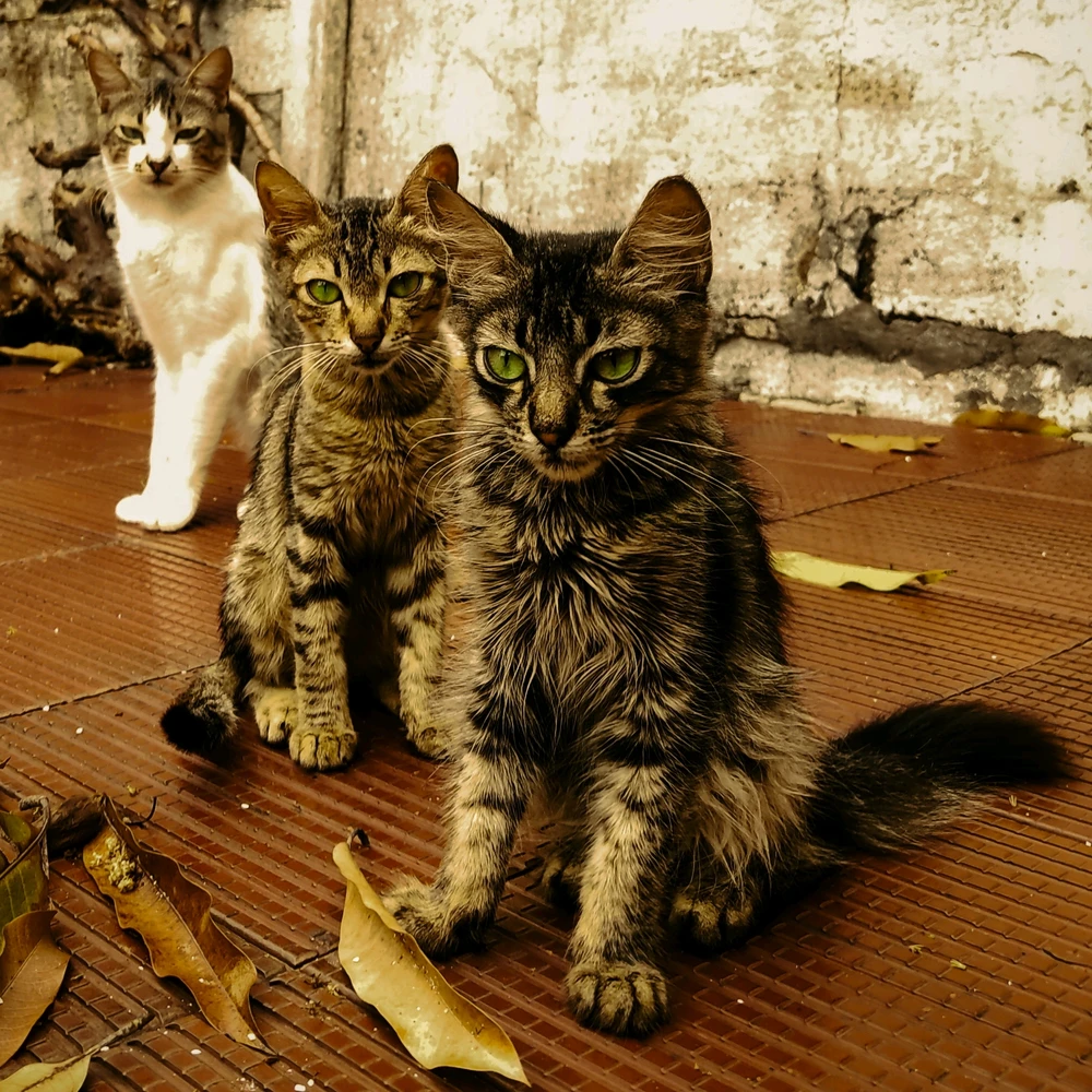 GIF uploaded by Assis