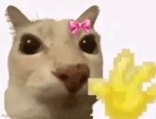 GIF ארויפגעלאדן דורך Rose