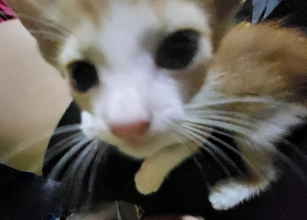 GIF uploaded by Rose