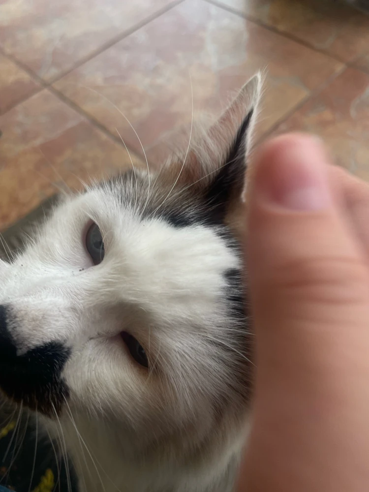 Sliko je naložil kane