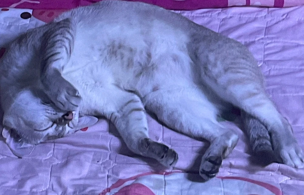 GIF hochgeladen von ANNA