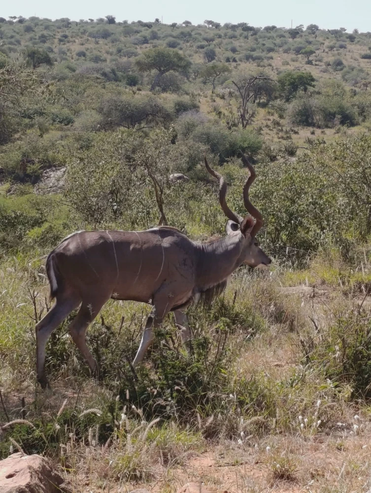 Magda safaris Kenya پاران اپ لوڊ ٿيل GIF