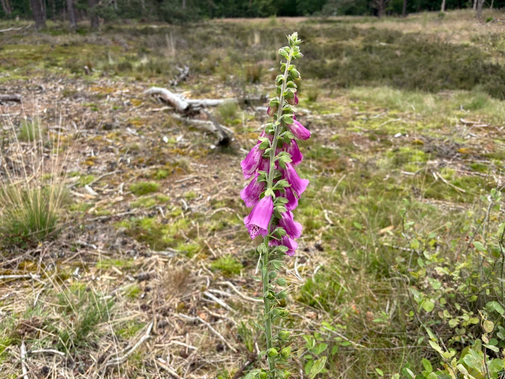 GIF uploaded by Anouk