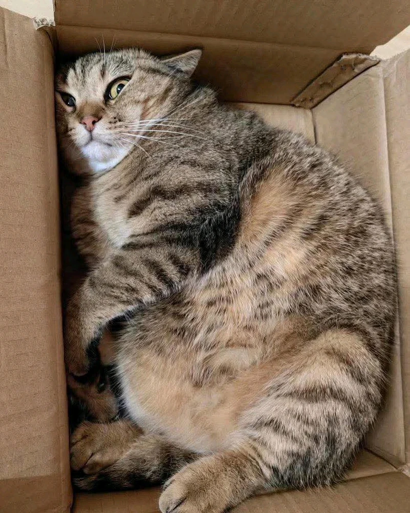 GIF uploaded by Sissy Kitty