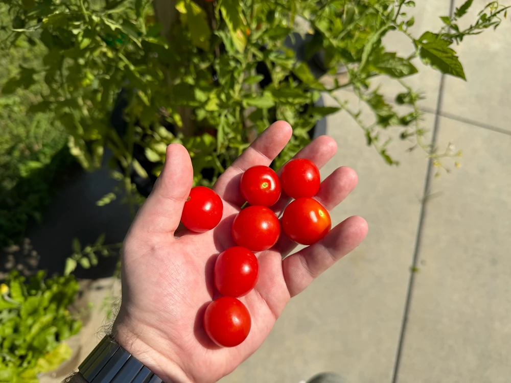  A hand holding several ripe cherry tomatoes 