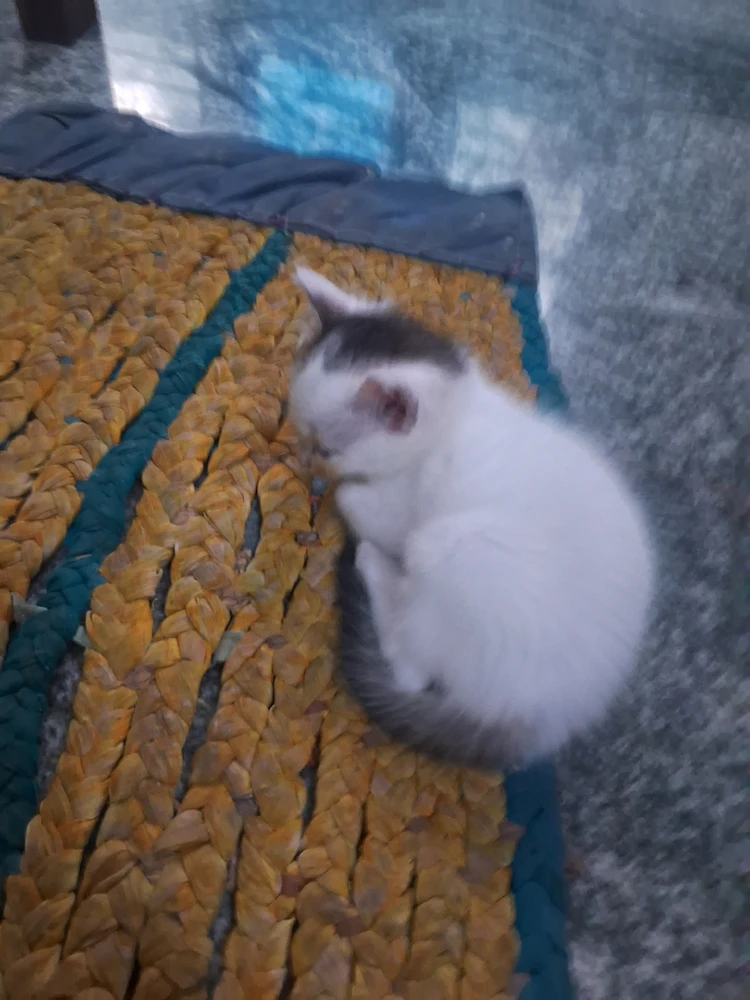 GIF uploaded by Suraj Parameswaran