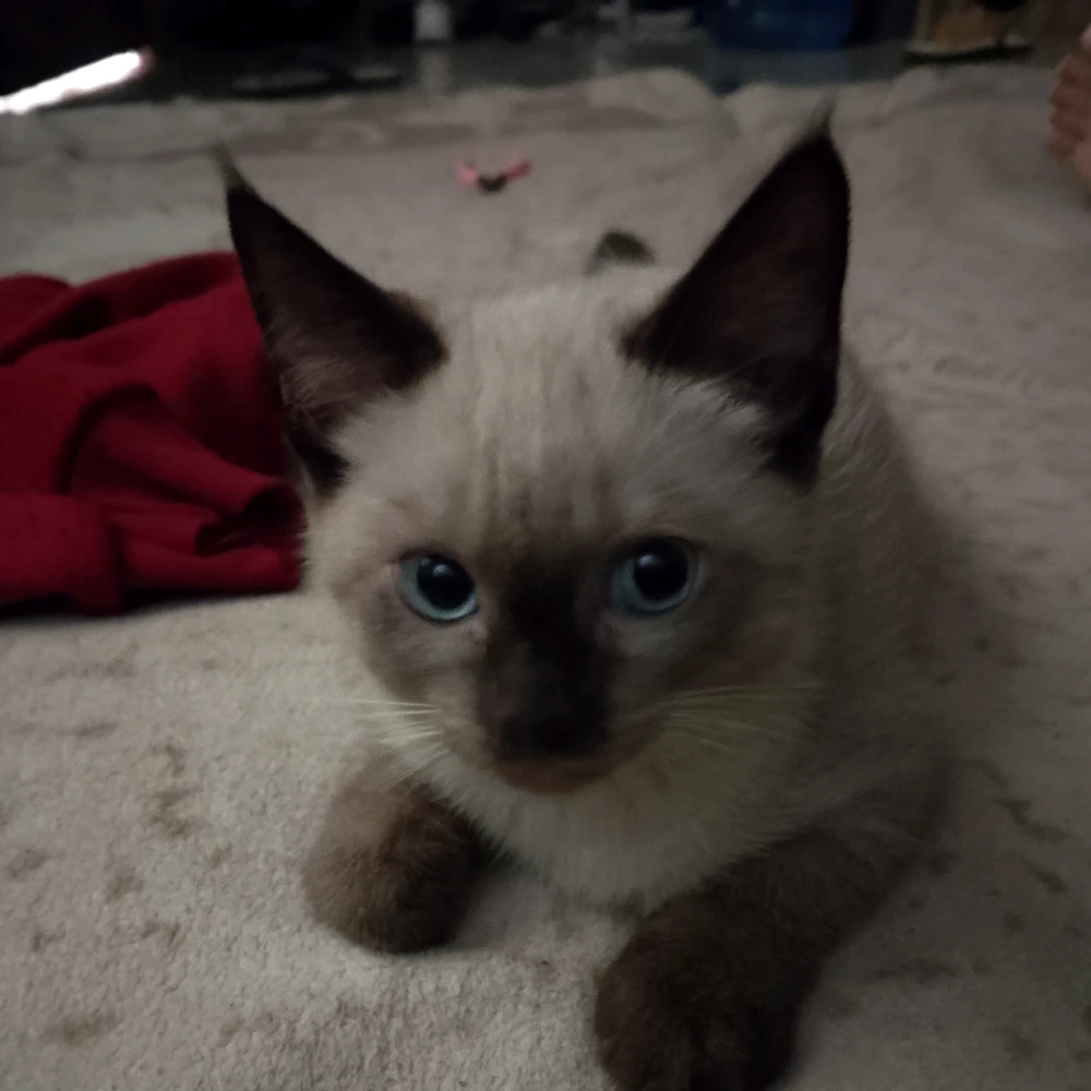 GIF uploaded by Chelsea