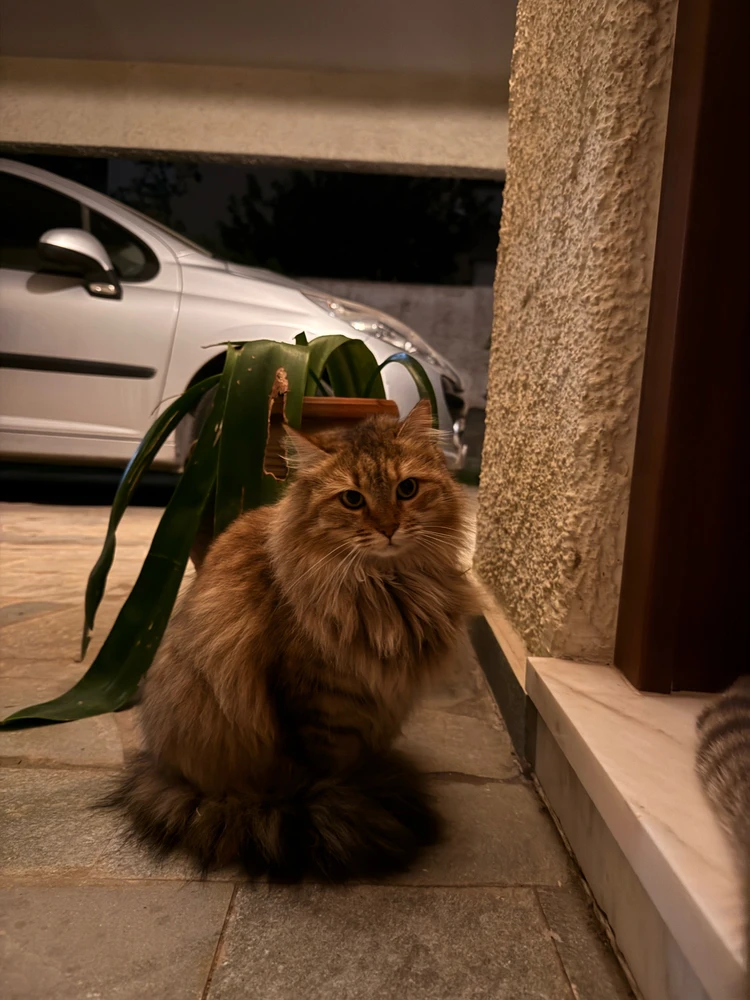 GIF pujat per Vasilis