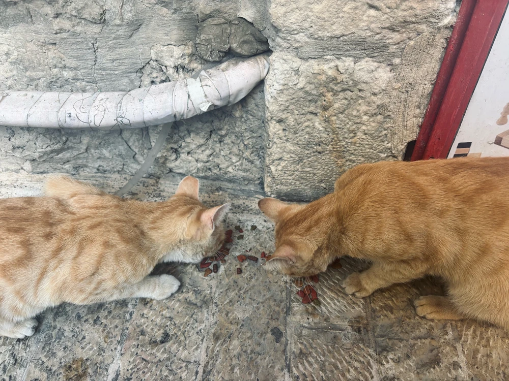 Imej dimuat naik oleh Sujood