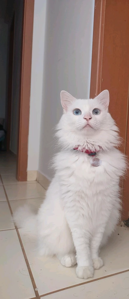 GIF uploaded by Calebe