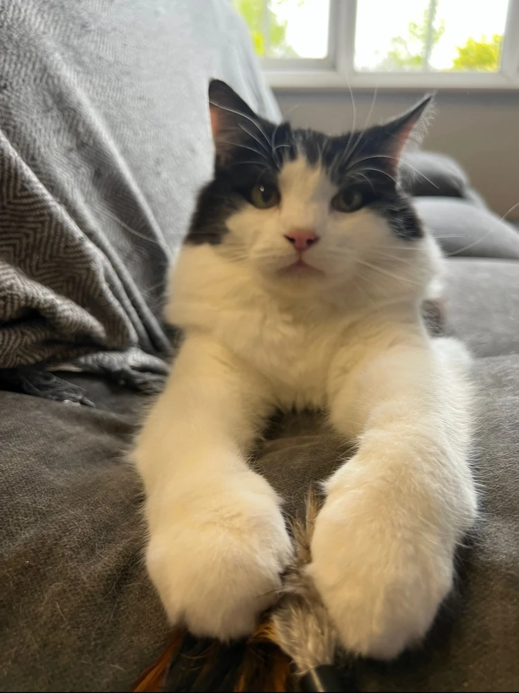 GIF pujat per Norman
