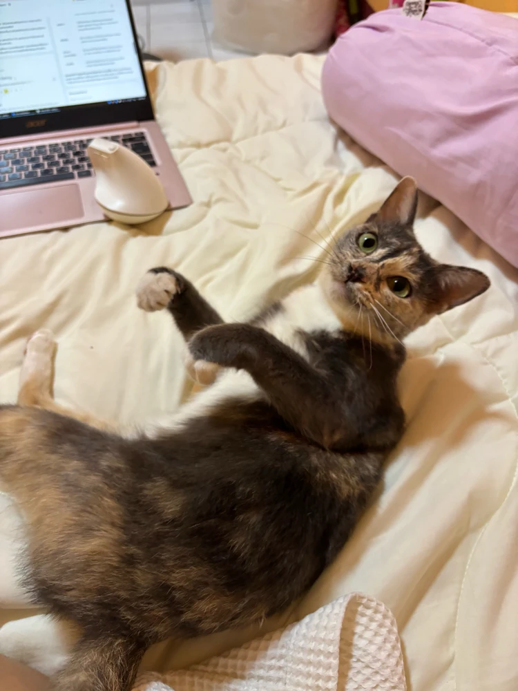 GIF uploaded by Pat♡