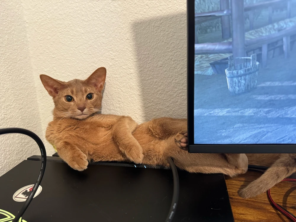 GIF eropgeluede vum Allen