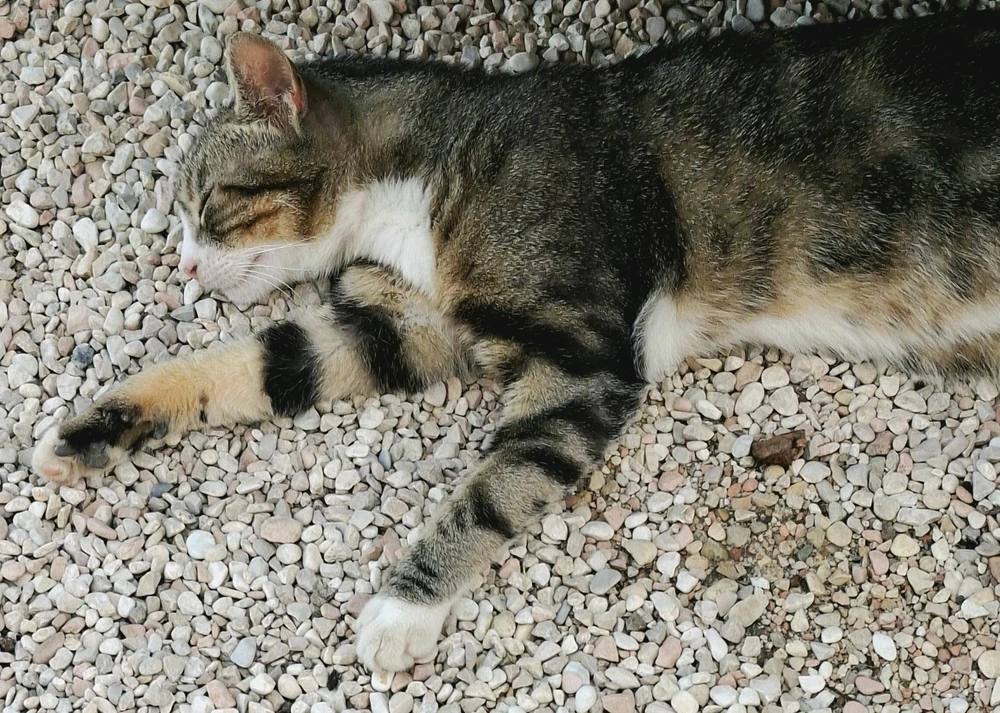 Gambar diunggah ku Marcos