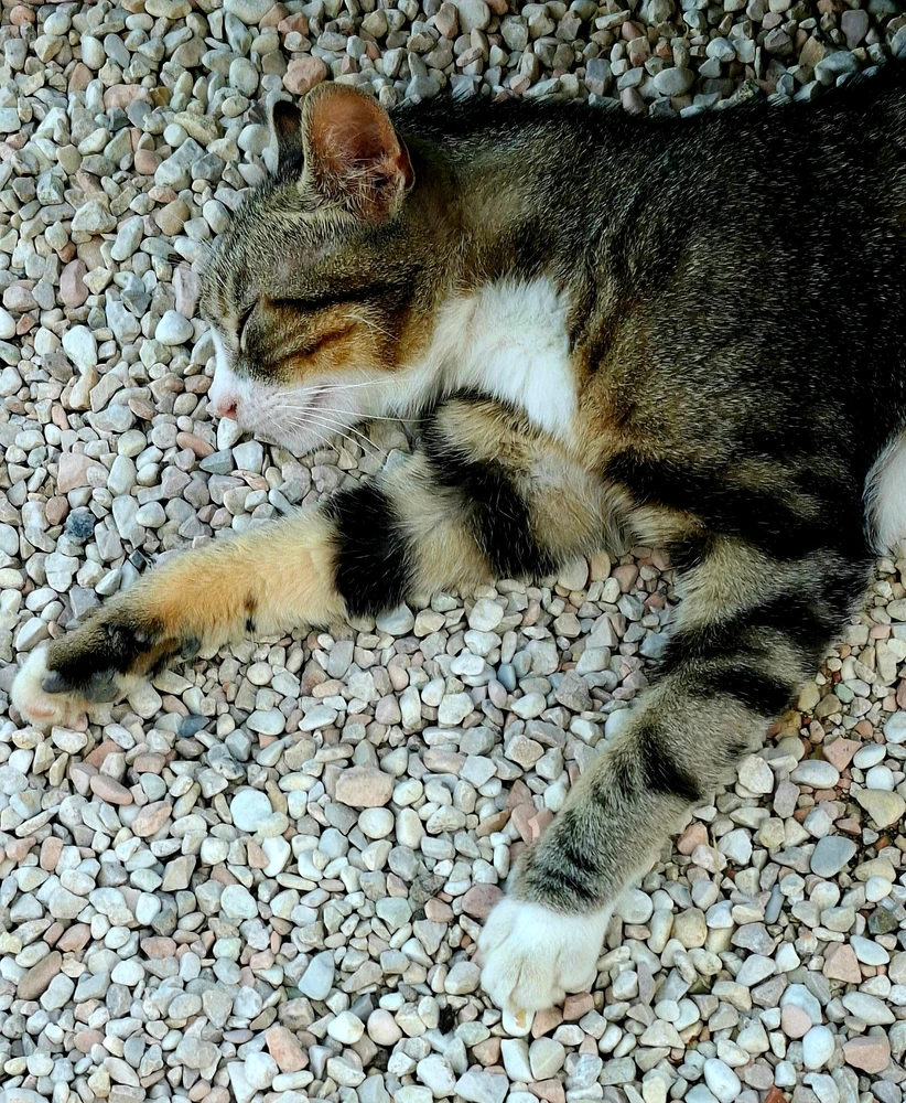Gambar diunggah ku Marcos