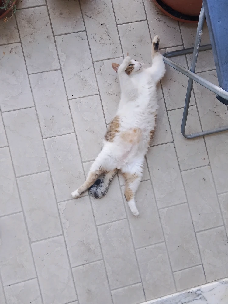 GIF eropgeluede vum Mr Nice