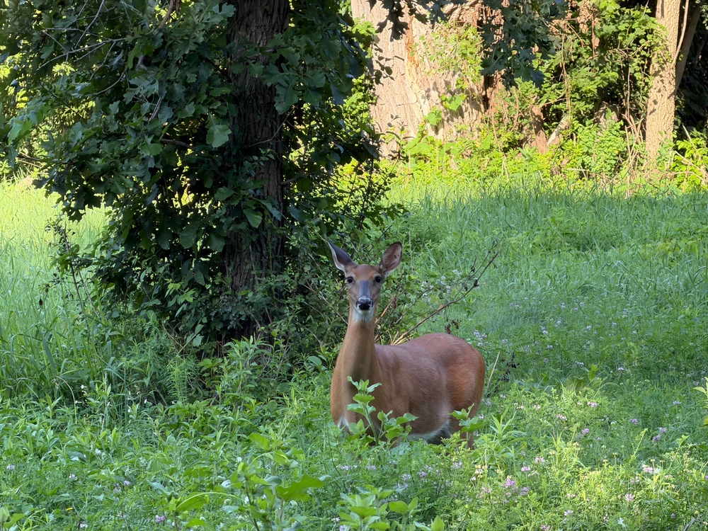 Deer looking at the camera