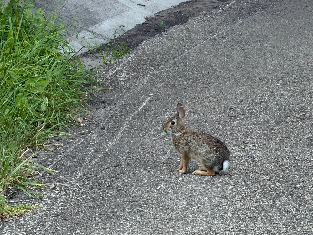 Bunny in the path