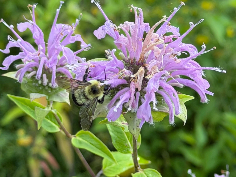 Bumble bee on purple flower