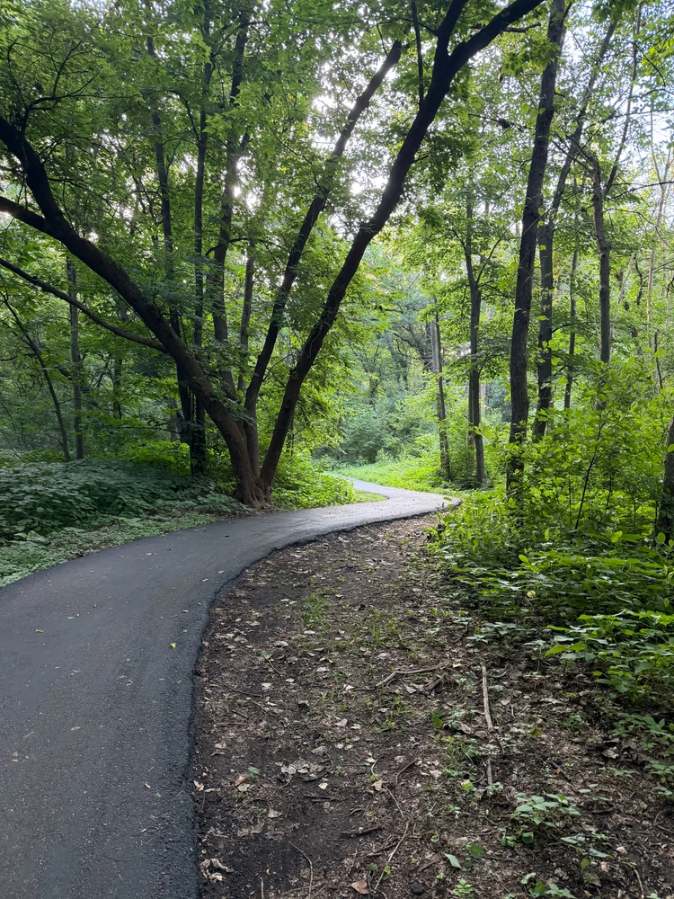 Scenic path winding with trees on both sides