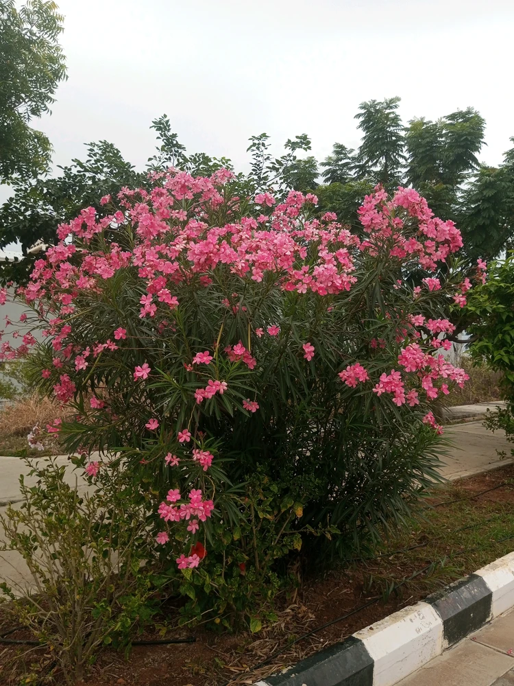 تصویر آپلود شده توسط Haru