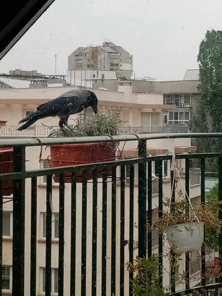 Image uploaded by Sveto