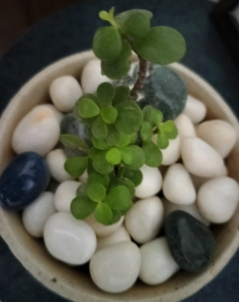 GIF uploaded by Dr Sunny