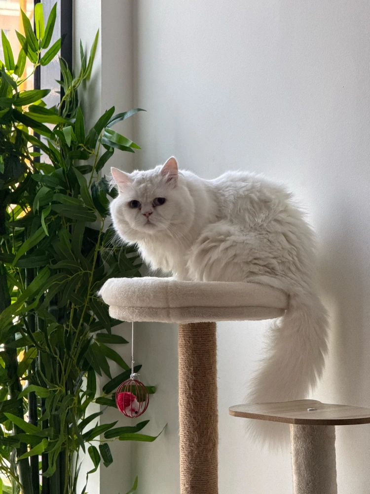 GIF eropgeluede vum shyam