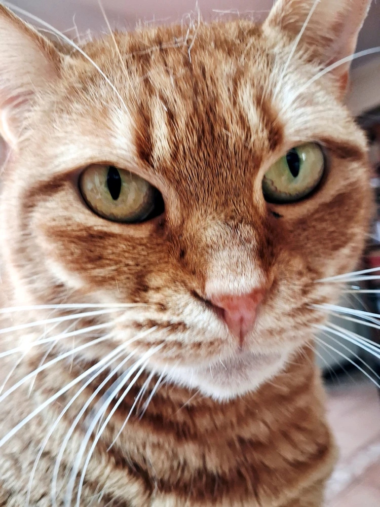 GIF eropgeluede vum Michalis