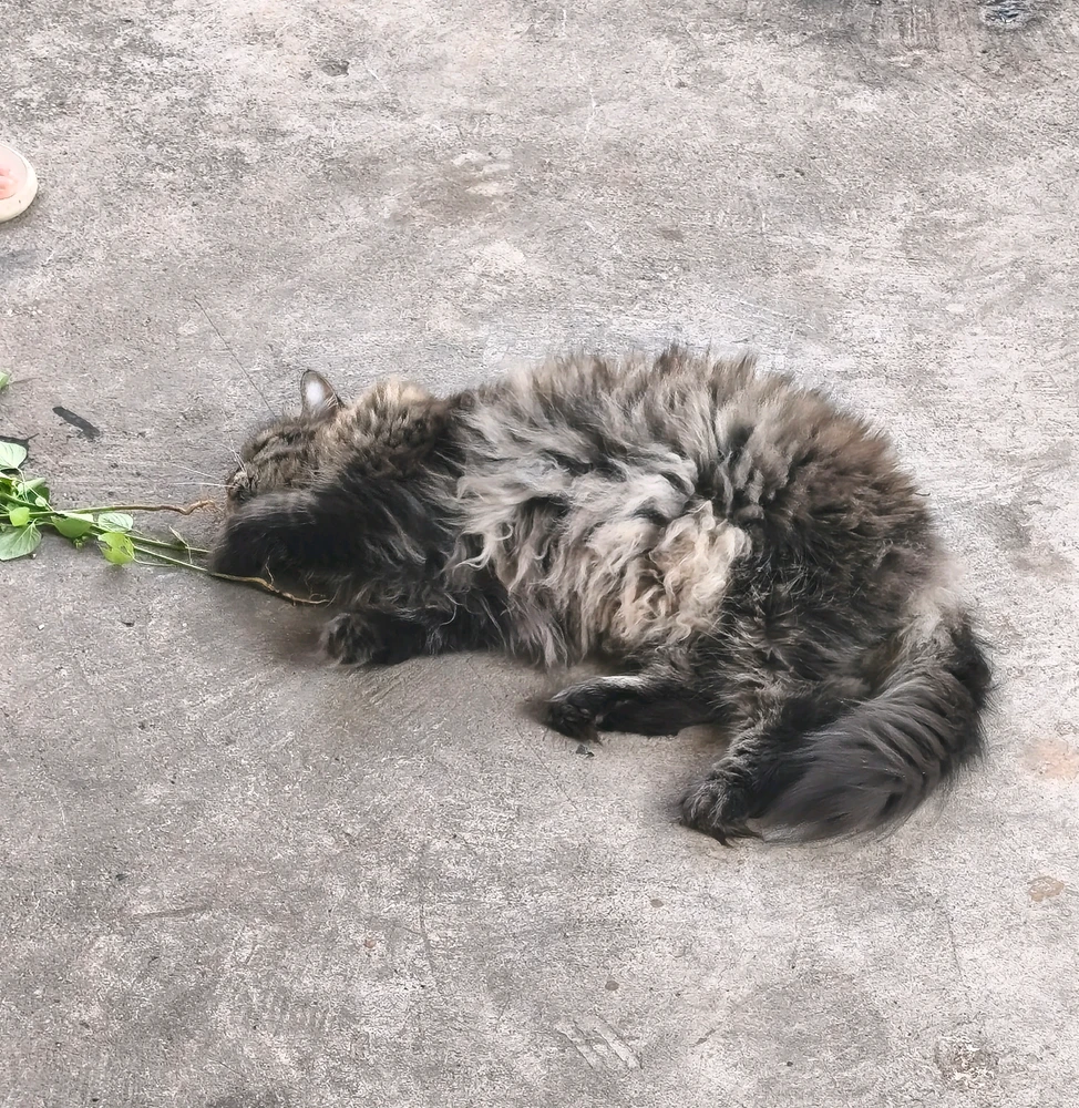 GIF eropgeluede vum Kan Unique(â â§â âœâ âŠâ )ă«ăłă€ă€ăŒ