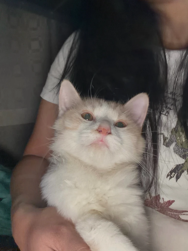 GIF eropgeluede vum Alexandra Joy