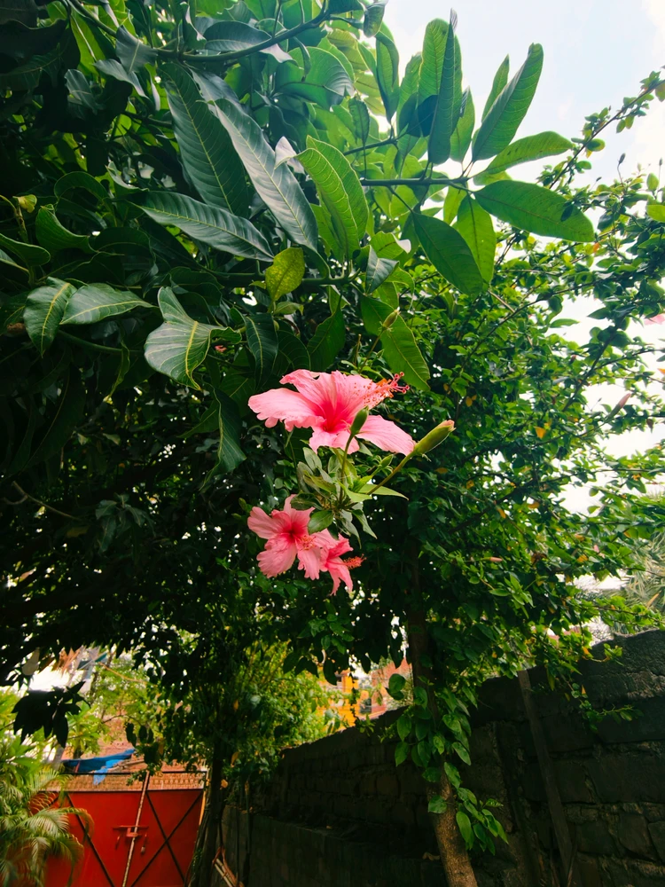 Shubam Maverick അപ്ലോഡ് ചെയ്ത ചിത്രം
