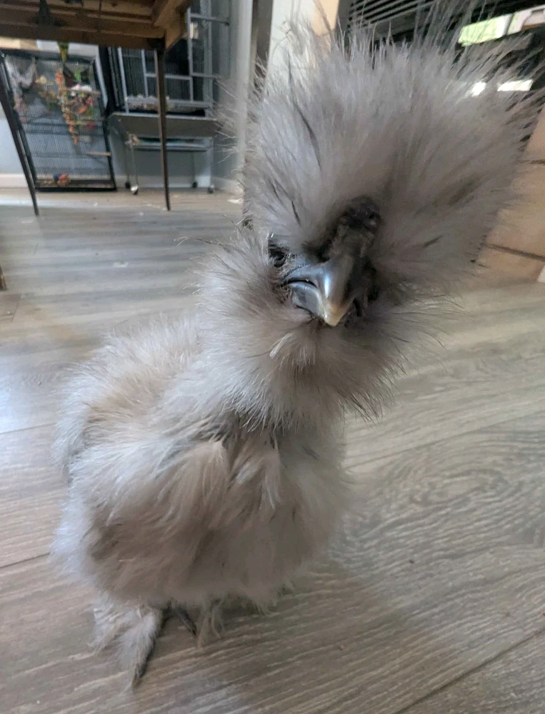 GIF uploaded by Sage